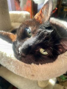 Grizzy looking out from her cat tree